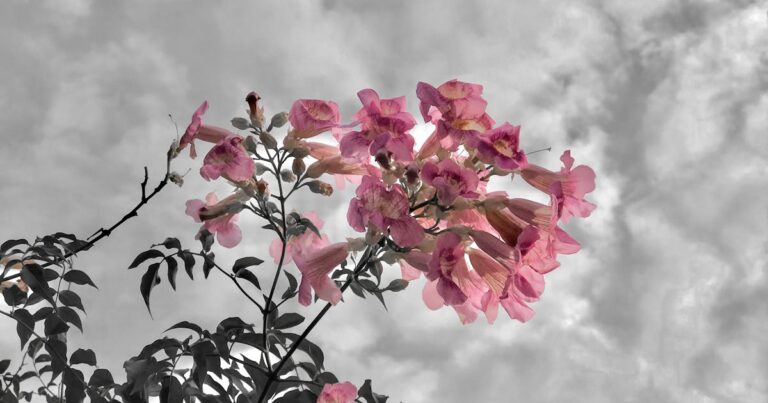 K-pop podbija świat: jak muzyka z Korei Południowej stała się globalnym fenomenem w 2025 roku